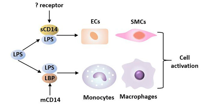 LPS與LBP、CD14相互作用誘導(dǎo)細胞活化