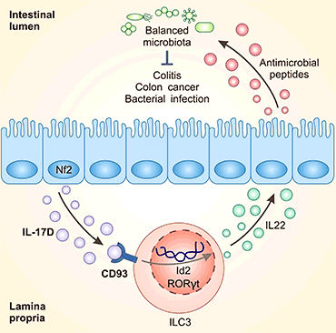腸上皮細胞衍生的IL-17D通過與受體CD93結合，成為調節(jié)ILC3s功能和腸道穩(wěn)態(tài)的關鍵因子
