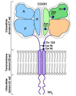 TFR1的結(jié)構(gòu)