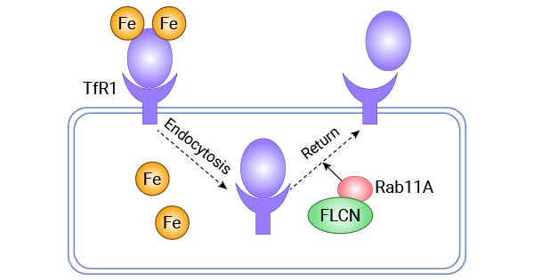 FLCN通過Rab11A調(diào)控Tf-TFR1蛋白的回收運(yùn)輸
