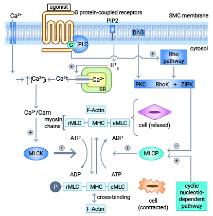 MYL9主要通過(guò)MLCK和ROCK兩大系統(tǒng)起到調(diào)控的作用