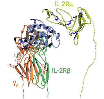 IL-2與IL-2α、β和γ鏈?zhǔn)荏w復(fù)合物結(jié)構(gòu)示意圖