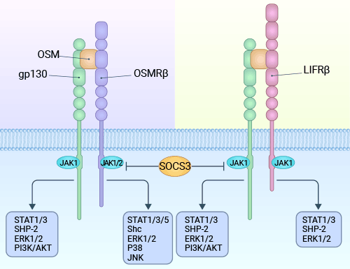 OSM通過(guò)兩種類型的受體傳導(dǎo)信號(hào)：I型受體（gp130/LIFRb）和II型受體（gp130/OSMRb）復(fù)合物