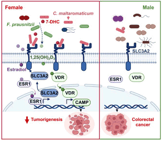 C. maltaromaticum的 CRC 抑制作用需要VDR信號(hào)傳導(dǎo)