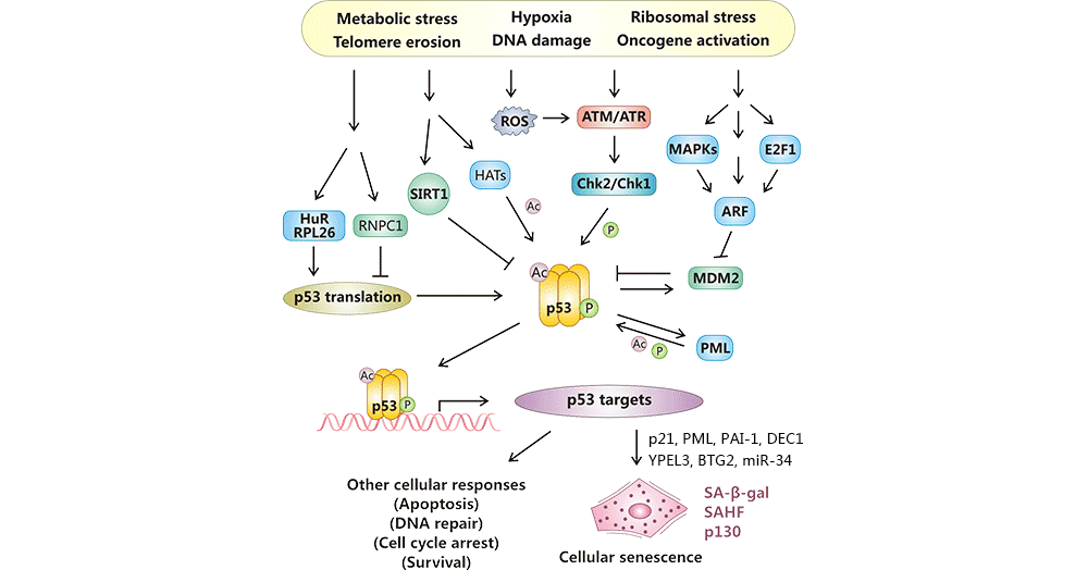 p53對(duì)細(xì)胞衰老的調(diào)控