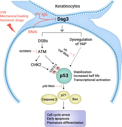 角質(zhì)細(xì)胞中的DSG3減少誘導(dǎo)p53激活模型
