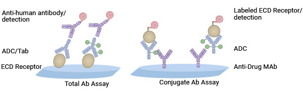 ELISA測(cè)定總抗和偶聯(lián)抗體