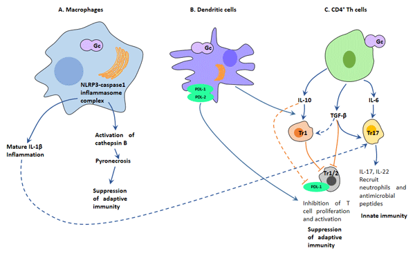 淋病奈瑟菌(Gc)與免疫系統(tǒng)細胞相互作用機制