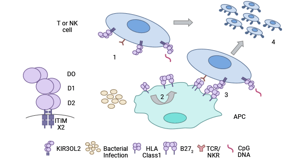 KIR3DL2和配體相互作用