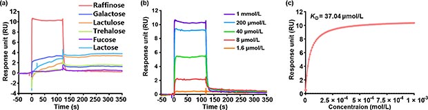 通過SPR測定進(jìn)行結(jié)合親和力