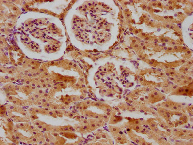 CSB-PA001149LA01RA IHC