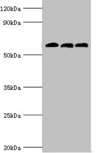 CSB-PA001032ESR1HU