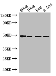 CSB-PA145385XA11DLU WB
