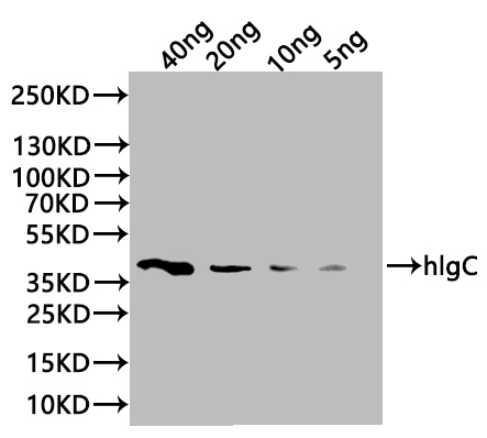 CSB-PA751944ZA01SKY WB