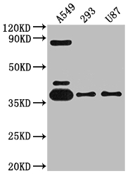 CSB-RA224168A0HU