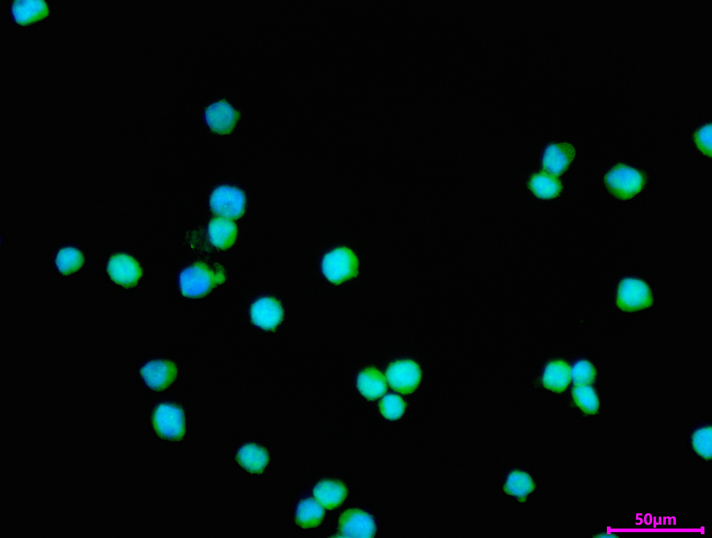 CSB-RA564844A0HU