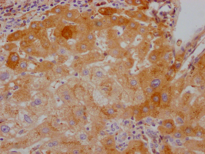 CSB-RA599469A0HU IHC