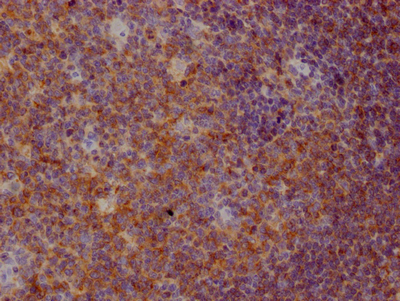 CSB-RA962691A0HU IHC