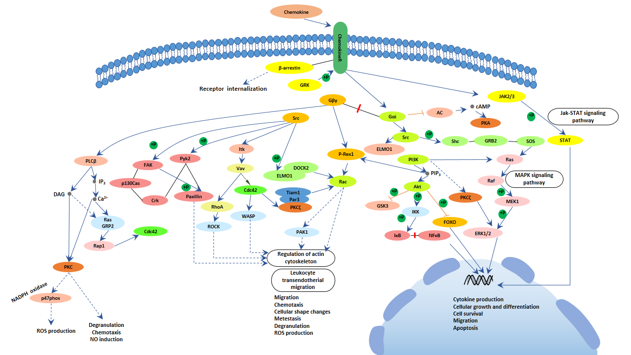 Chemokine signaling pathway