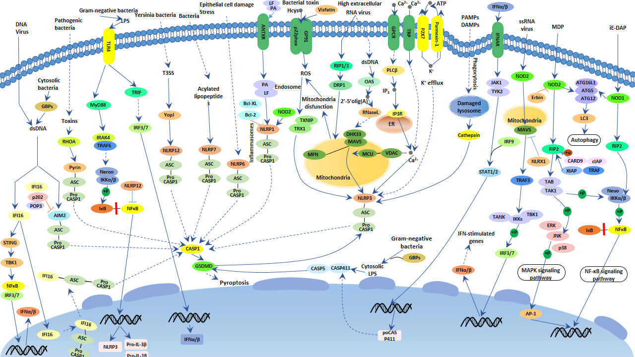 NOD-like receptor signaling pathway