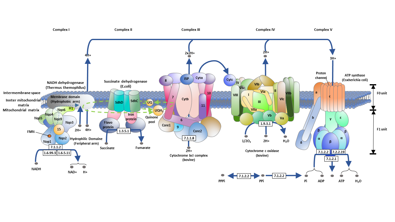 Oxidative Phosphorylation