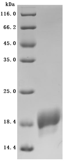 CSB-BP001262HU1