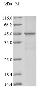 CSB-CF801243HU