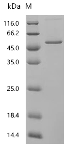 CSB-EP021066HU