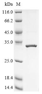 CSB-EP729203HU