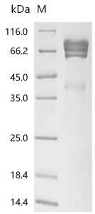 CSB-MP007936MO(A4) SDS