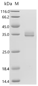 CSB-MP008629HU1(M)
