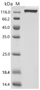 CSB-MP012145MO