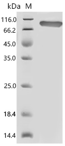 CSB-MP020975HU1