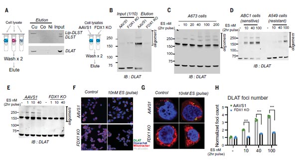 銅直接結(jié)合硫辛?；疍LAT并誘導(dǎo)其寡聚化
