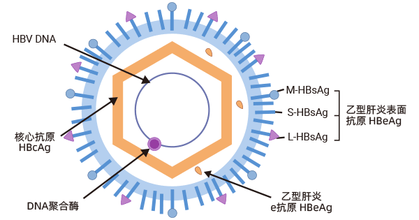 乙型肝炎病毒的結(jié)構(gòu)