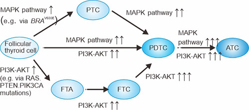 MAPK和PI3K-AKT通路驅(qū)動甲狀腺腫瘤進展的模型