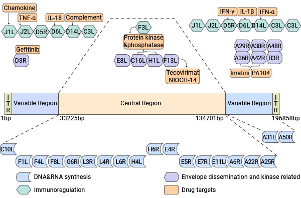 猴痘病毒的基因組結(jié)構(gòu)和潛在的抗病毒靶標(biāo)