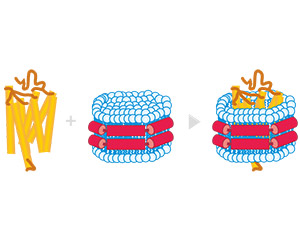 Nanodisc 技術(shù)平臺(tái)