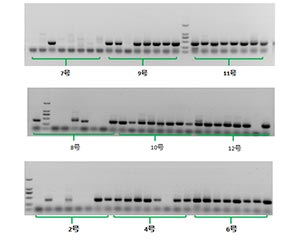 細(xì)胞擴(kuò)增陽性率高