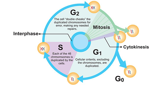 細(xì)胞生長(zhǎng)和增殖的示意圖