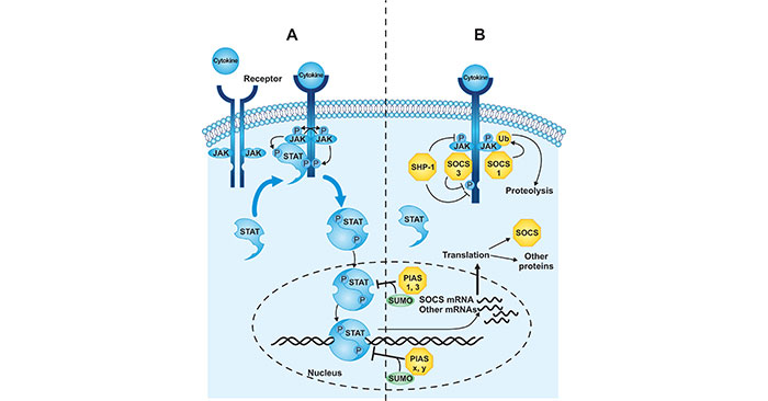 JAK-STAT信號轉(zhuǎn)導(dǎo)途徑示意圖