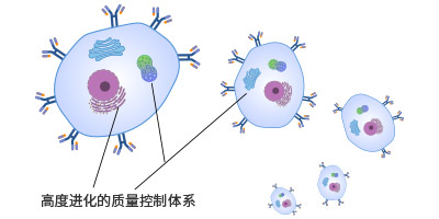 哺乳動(dòng)物細(xì)胞表面展示技術(shù)