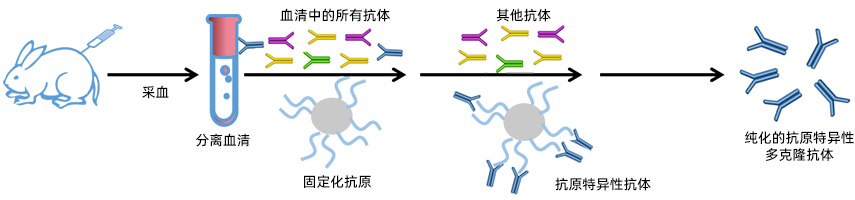 多克隆抗體定制服務(wù)流程