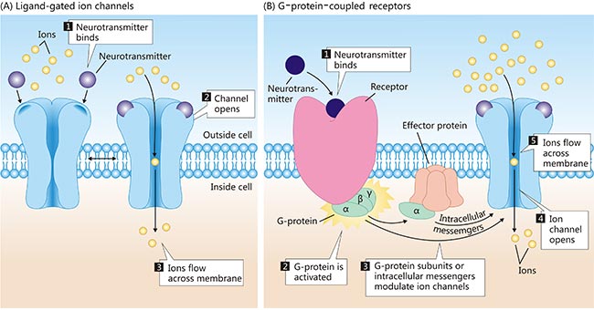 主要兩種類(lèi)型受體的圖解