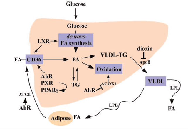 cd36蛋白表達(dá)