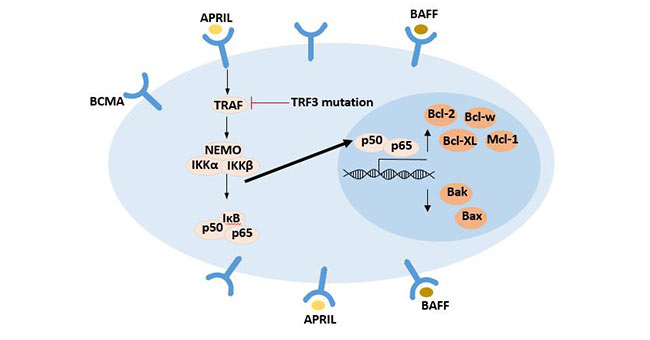 BCMA配體結(jié)合后激活的NF-κB信號通路